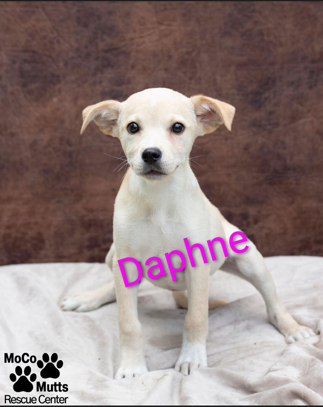Enlarge Mystery Gang Litter, a ADOPTABLE Mixed Breed in Sunbright, TN image 2/2