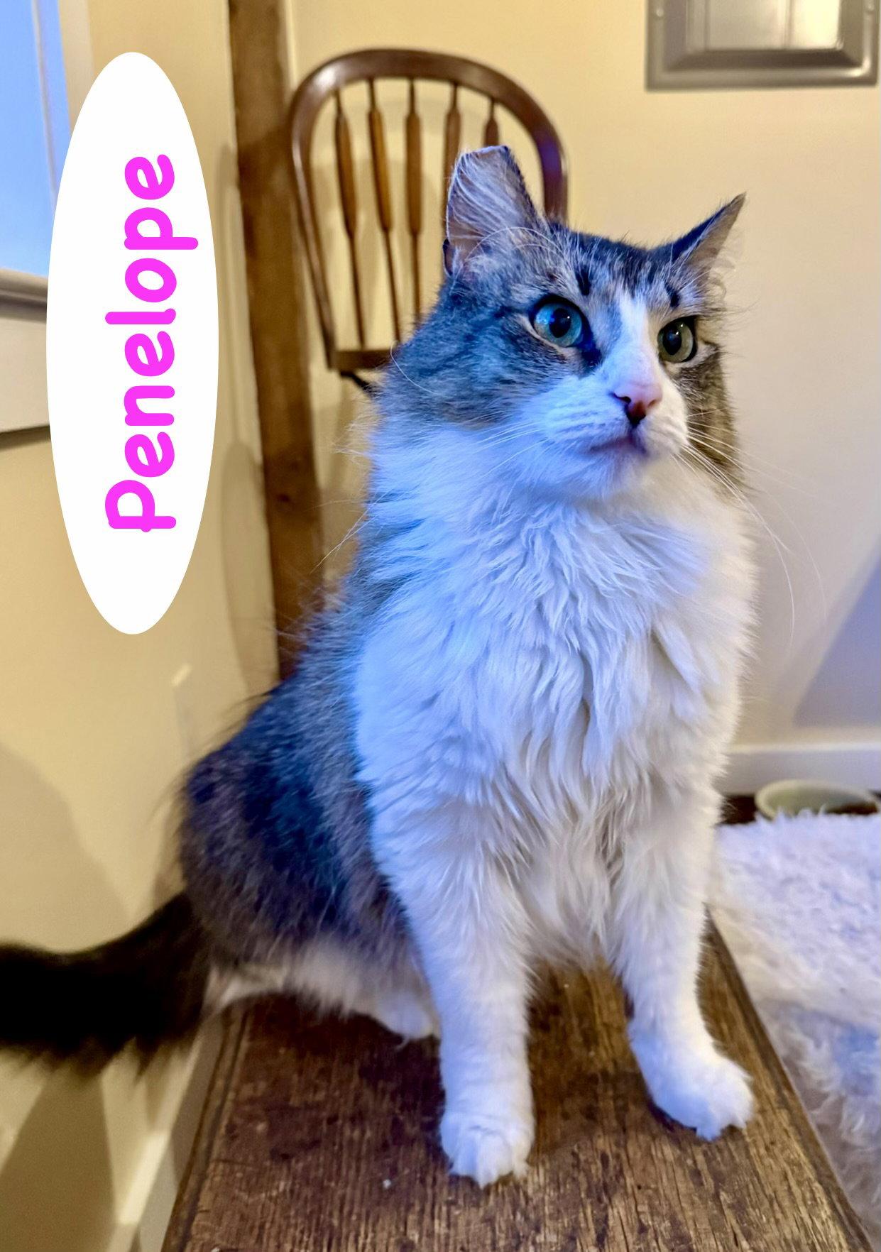Enlarge Penelope, a Adoptable Domestic Long Hair in Reston, VA image 3/3