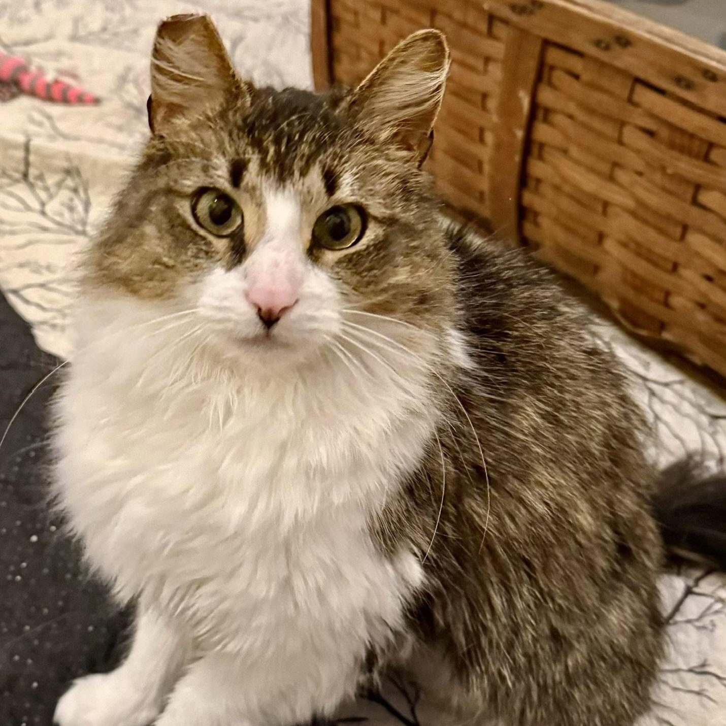 Penelope, Adoptable, Young Female Domestic Long Hair.