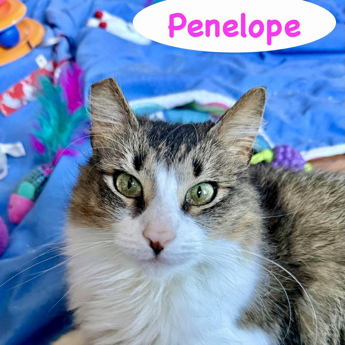 Enlarge Penelope, a Adoptable Domestic Long Hair in Reston, VA image 2/3