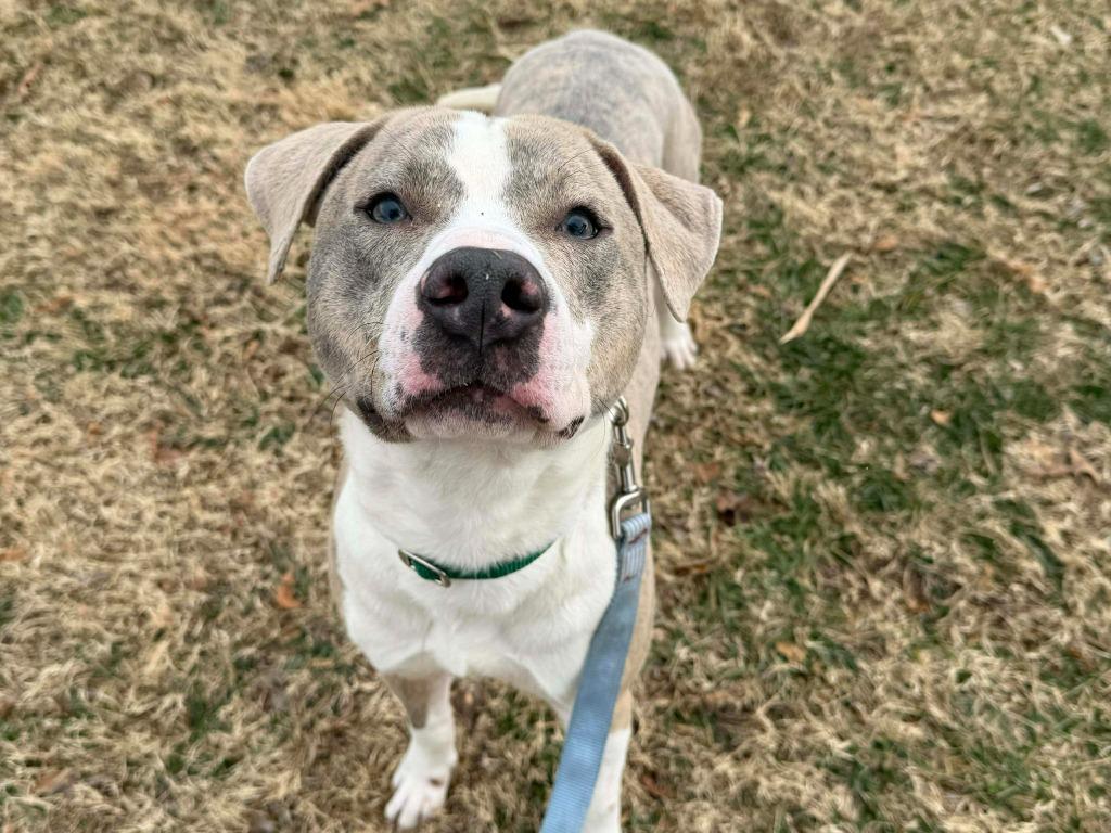 Enlarge Sterling, a Adopted mixed breed in Raleigh, NC image 3/6