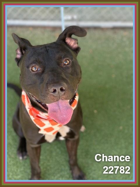 Enlarge CHANCE, a Adoptable mixed breed in Marietta, GA image 2/6