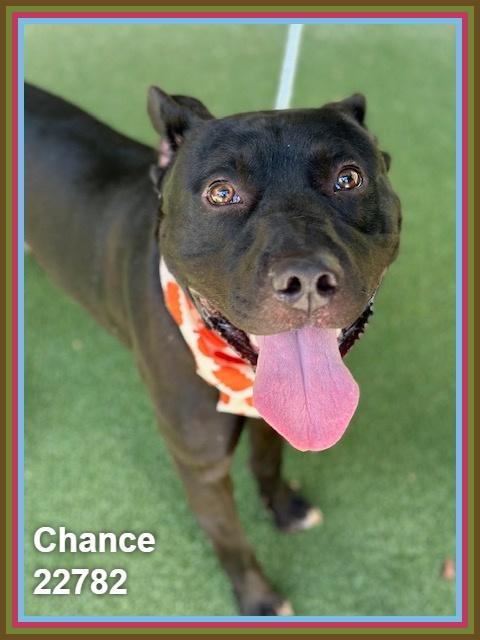 Enlarge CHANCE, a Adoptable mixed breed in Marietta, GA image 6/6