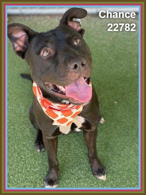 Enlarge CHANCE, a Adoptable mixed breed in Marietta, GA image 5/6