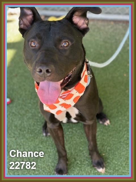 Enlarge CHANCE, a Adoptable mixed breed in Marietta, GA image 3/6