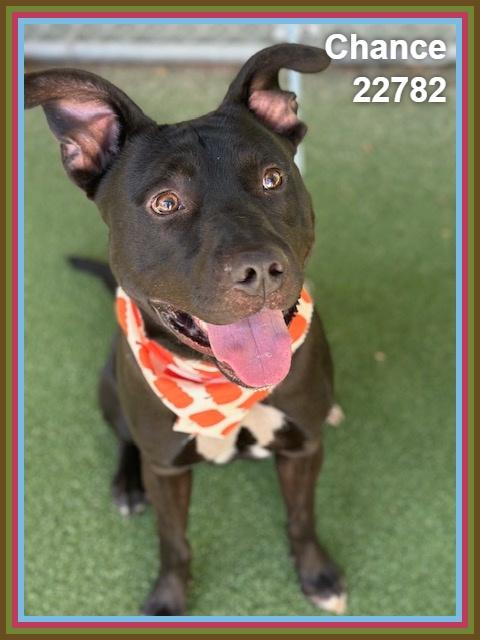 Enlarge CHANCE, a Adoptable mixed breed in Marietta, GA image 4/6