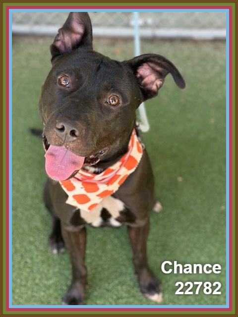 CHANCE, Adoptable, Young Male Pit Bull Terrier & American Staffordshire Terrier.