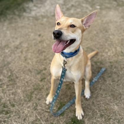 Carley, Adoptable, Adult Female Mixed Breed & Mixed Breed.