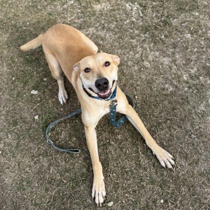 Enlarge Carley, a Adoptable mixed breed in Dallas, TX image 2/6