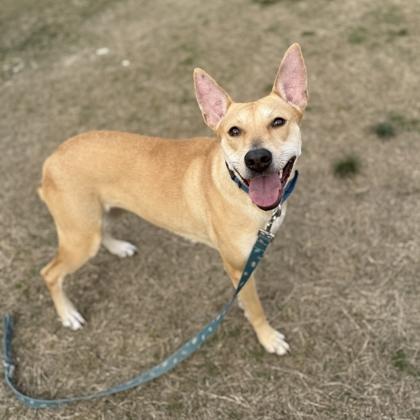 Enlarge Carley, a Adoptable mixed breed in Dallas, TX image 5/6