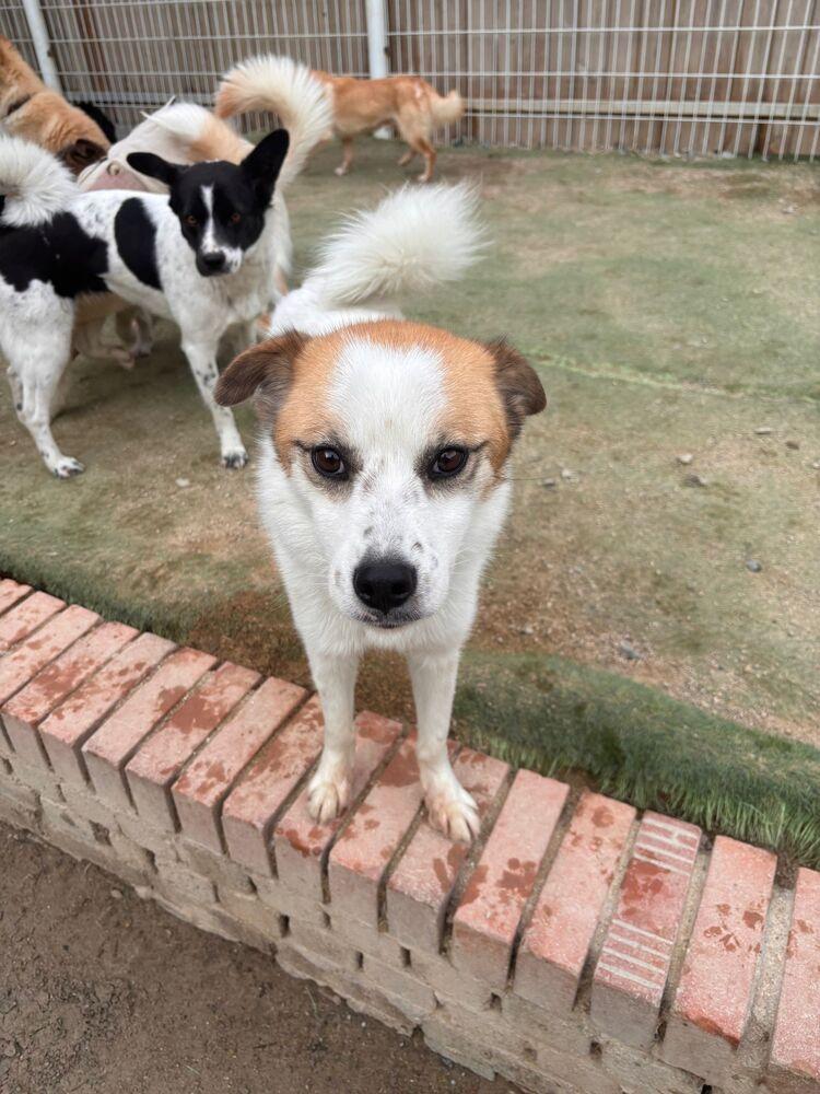 Oscar, Adoptable, Young Male Jindo.