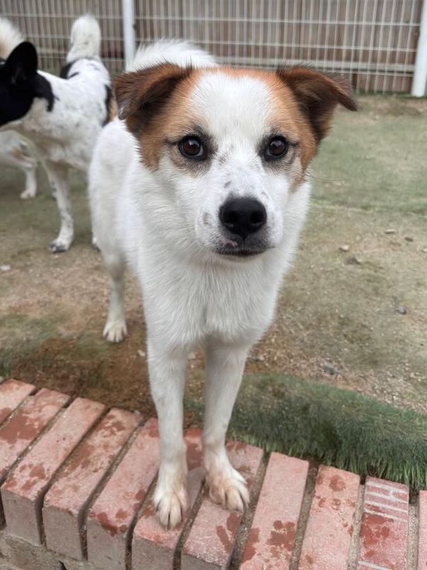 Enlarge Oscar, a Adoptable Jindo in Long Island City, NY image 2/5