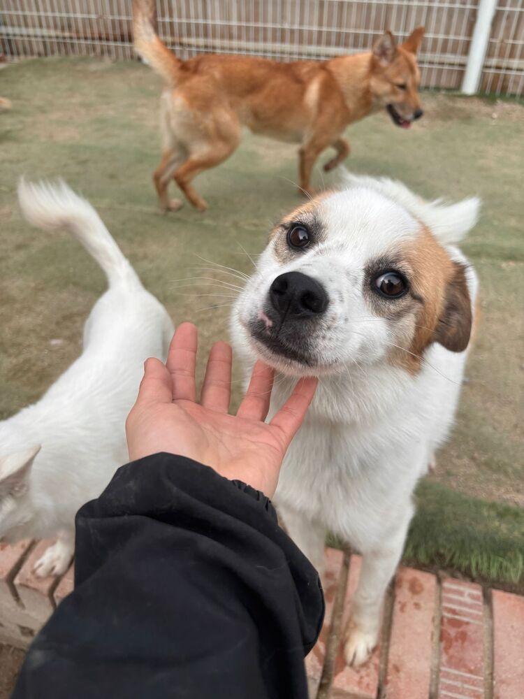 Enlarge Oscar, a Adoptable Jindo in Long Island City, NY image 3/5