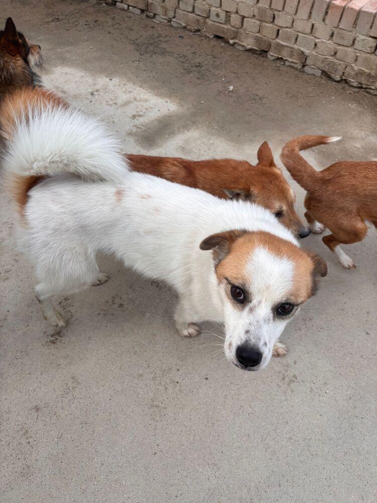Enlarge Oscar, a Adoptable Jindo in Long Island City, NY image 4/5