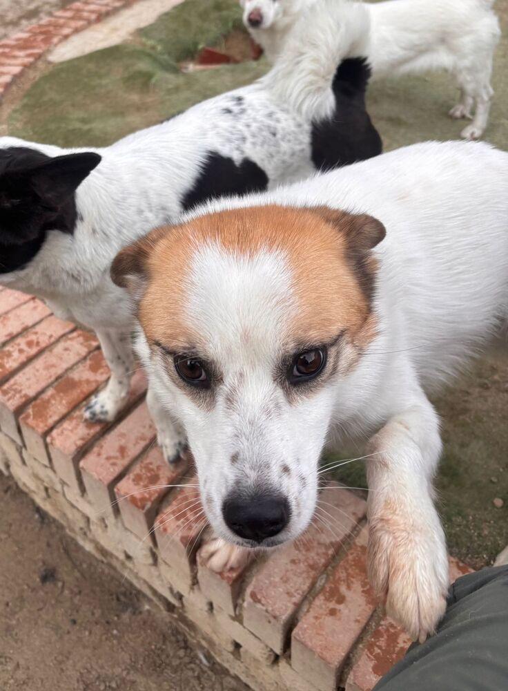 Enlarge Oscar, a Adoptable Jindo in Long Island City, NY image 5/5