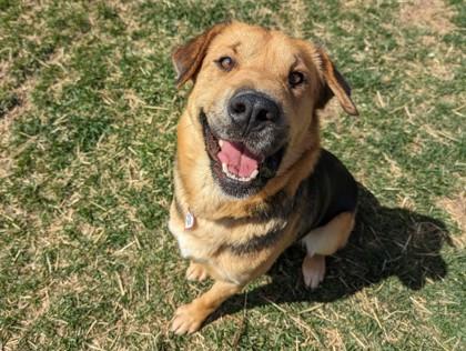 Enlarge Bella, a Adoptable mixed breed in Boulder, CO image 1/2