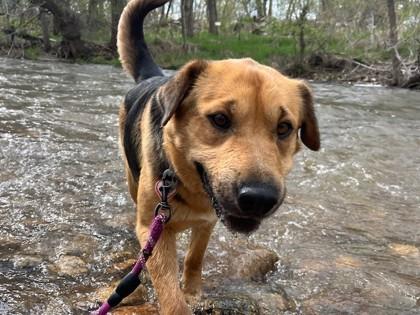 Bella, Adoptable, Young Female Shar-Pei & German Shepherd Dog.