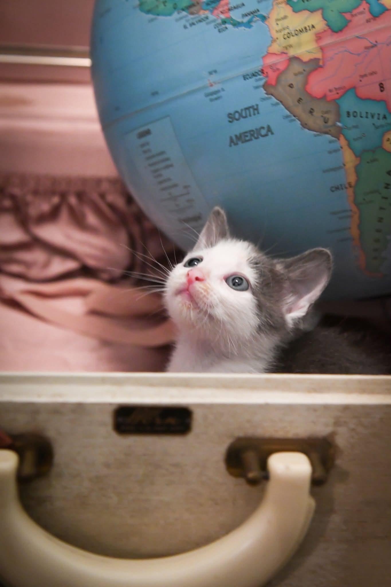 Enlarge Denver, a Adoptable Domestic Short Hair in Port Washington, WI image 2/2