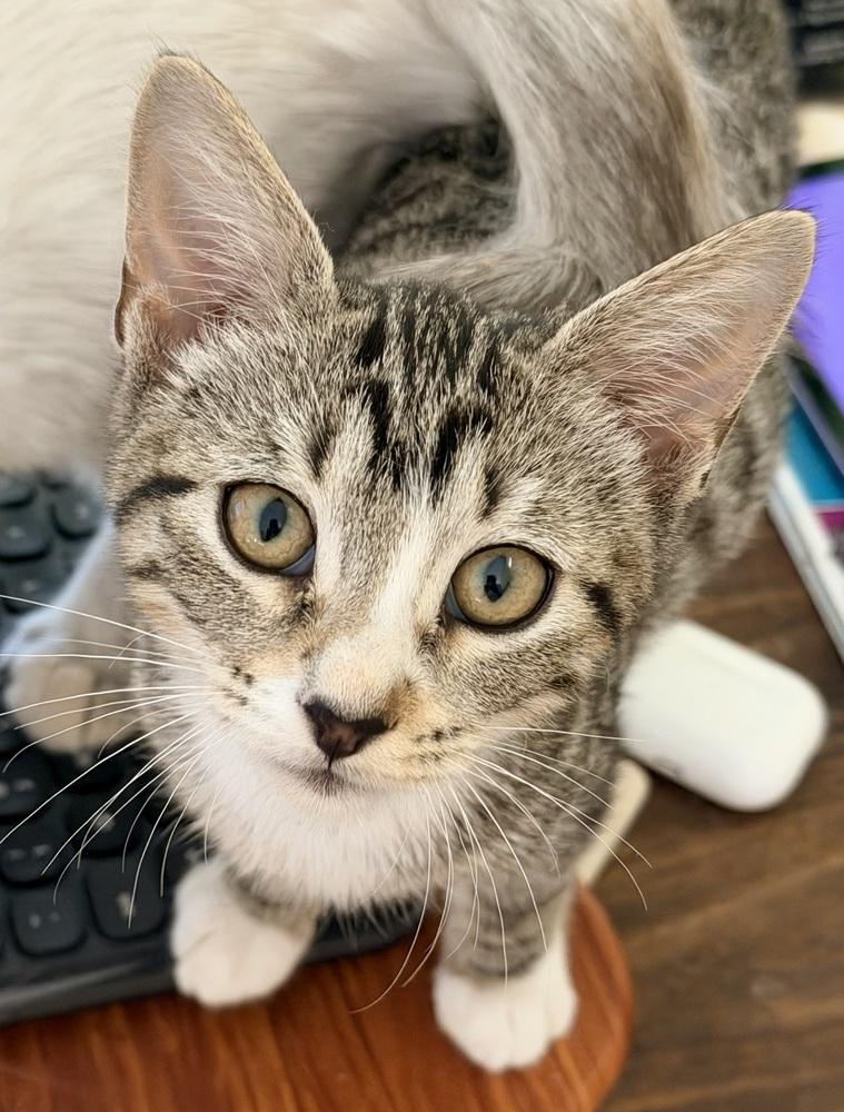 Enlarge Tiny Tim 3, a Adoptable mixed breed in Austin, TX image 1/1