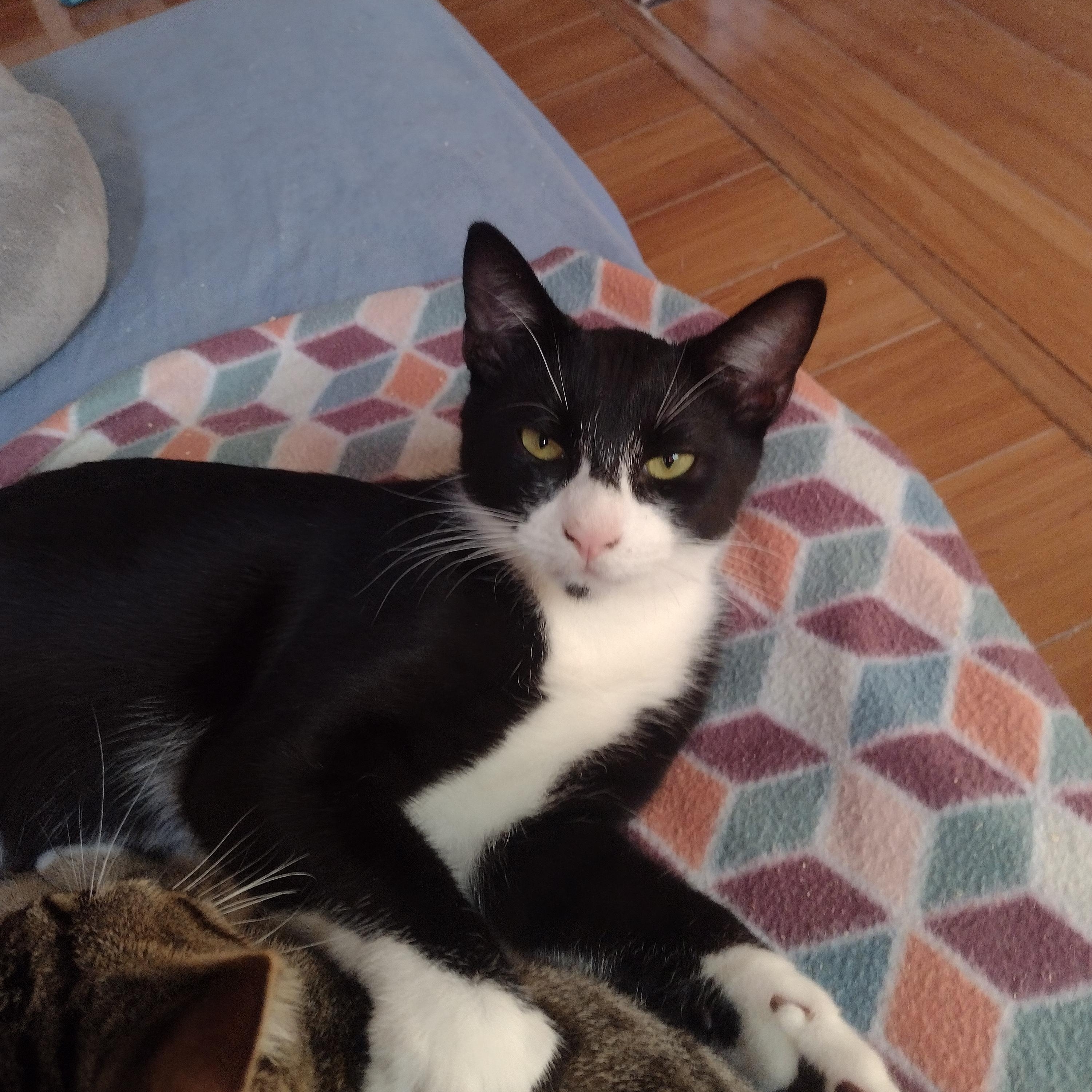 Button, Adoptable, Young Male Domestic Short Hair.