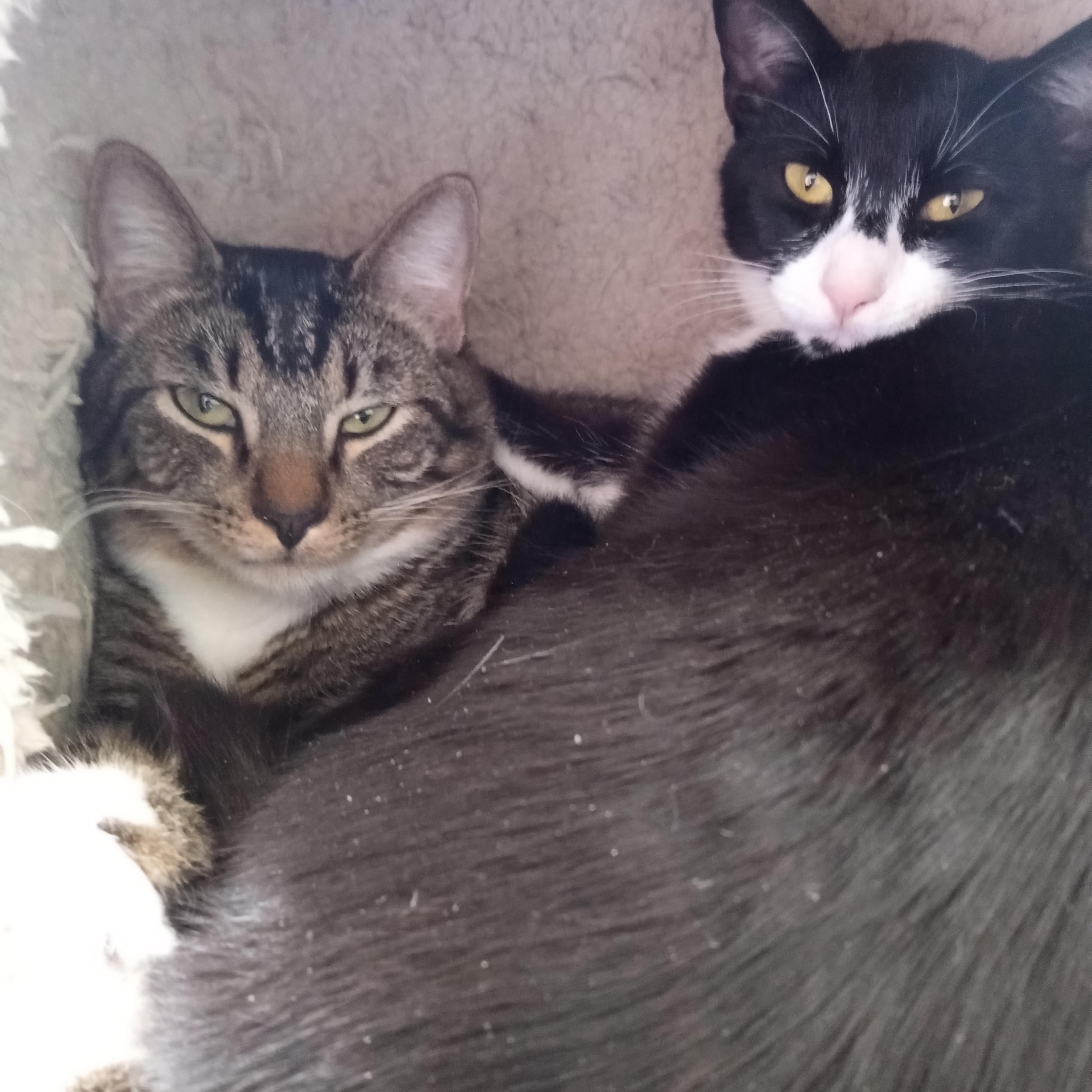 Button, Adoptable, Young Male Domestic Short Hair.