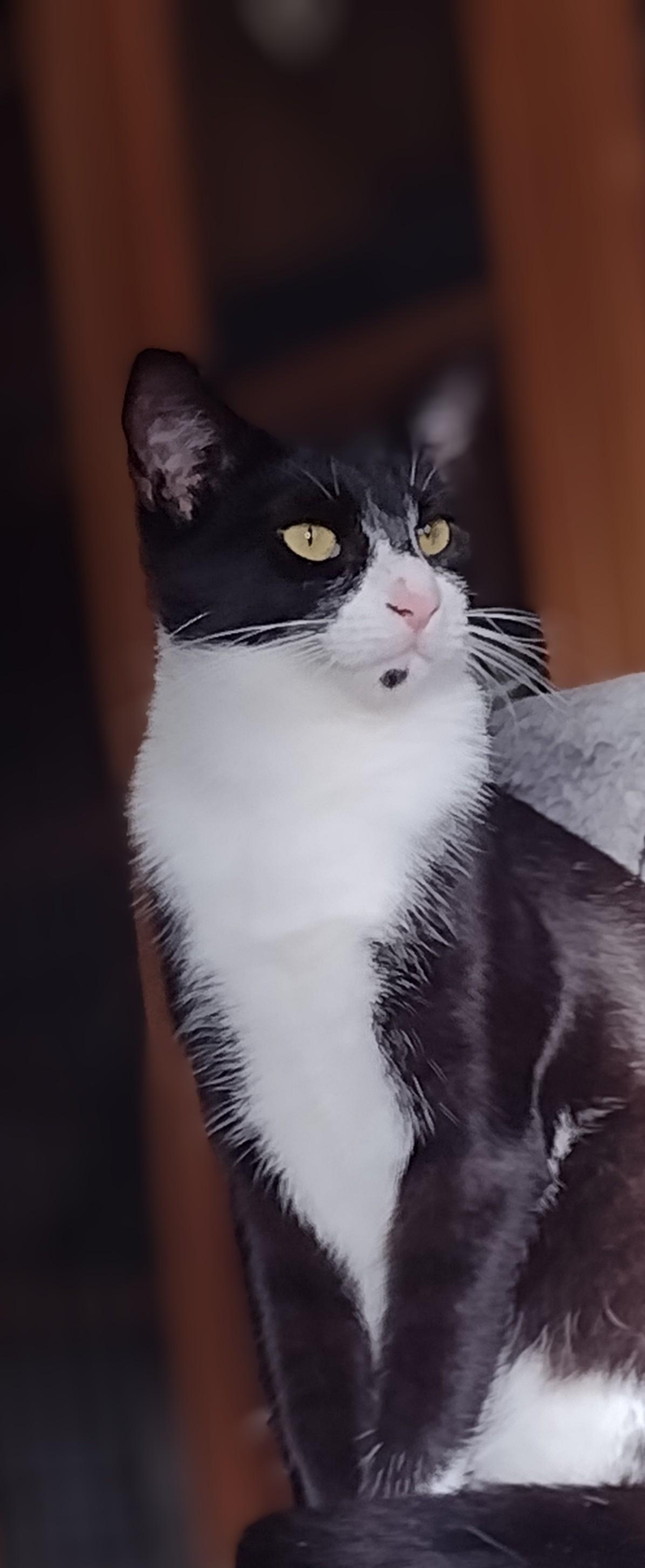 Button, Adoptable, Young Male Domestic Short Hair.