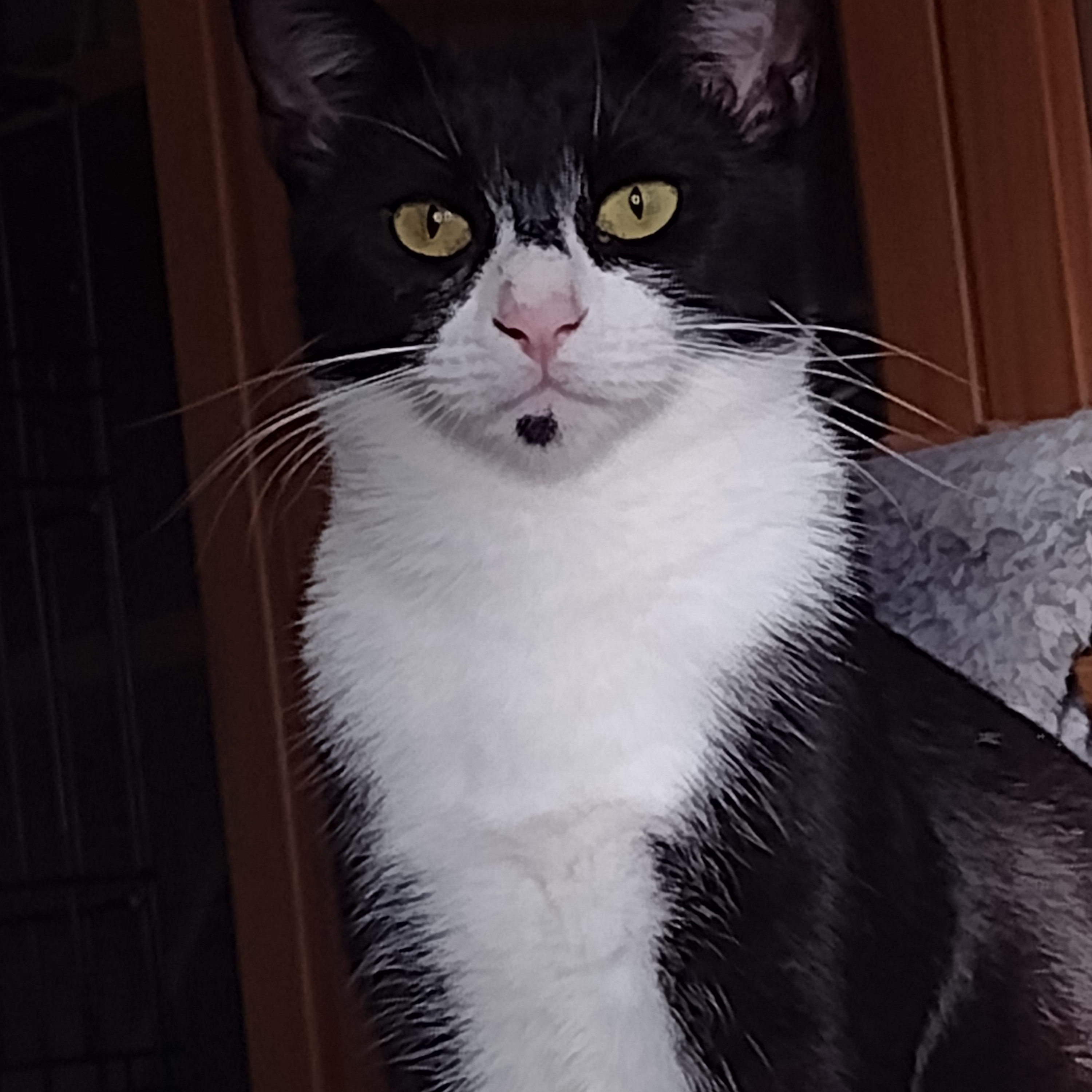 Button, a Adoptable Domestic Short Hair in Woodland, CA image 4/4