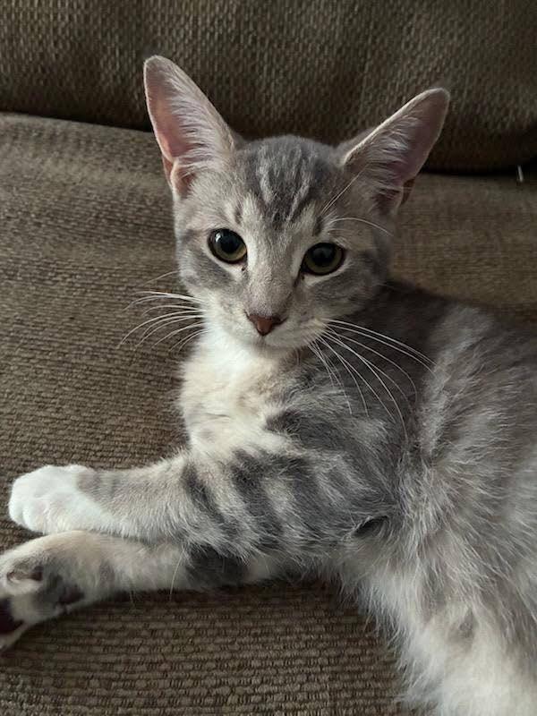 Enlarge Doback, a Adoptable Domestic Short Hair in Wilmington, NC image 1/1