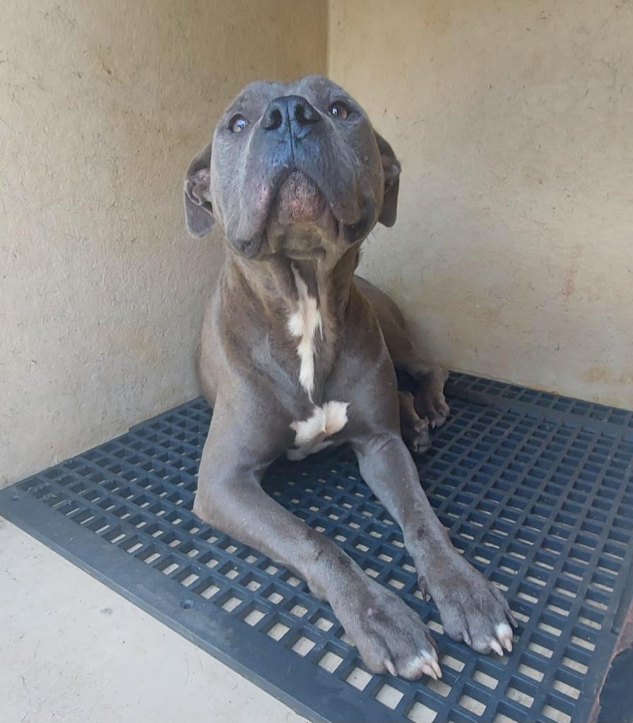 BONNIE, Adoptable, Adult Female Mixed Breed.
