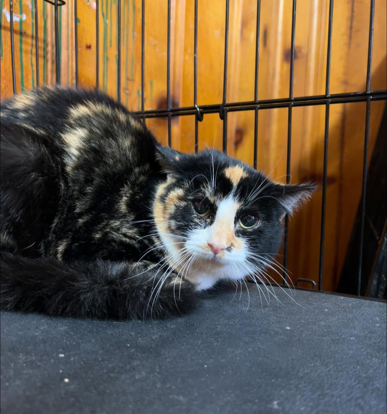 Enlarge Rani, a Adoptable Domestic Short Hair in Bangs, TX image 1/1