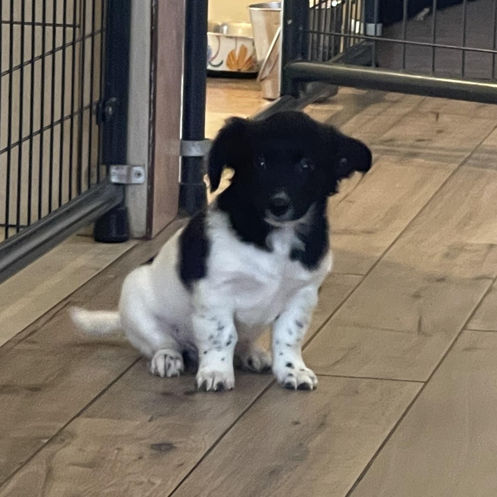 Enlarge Puzzle, a ADOPTABLE mixed breed in Yreka, CA image 2/4