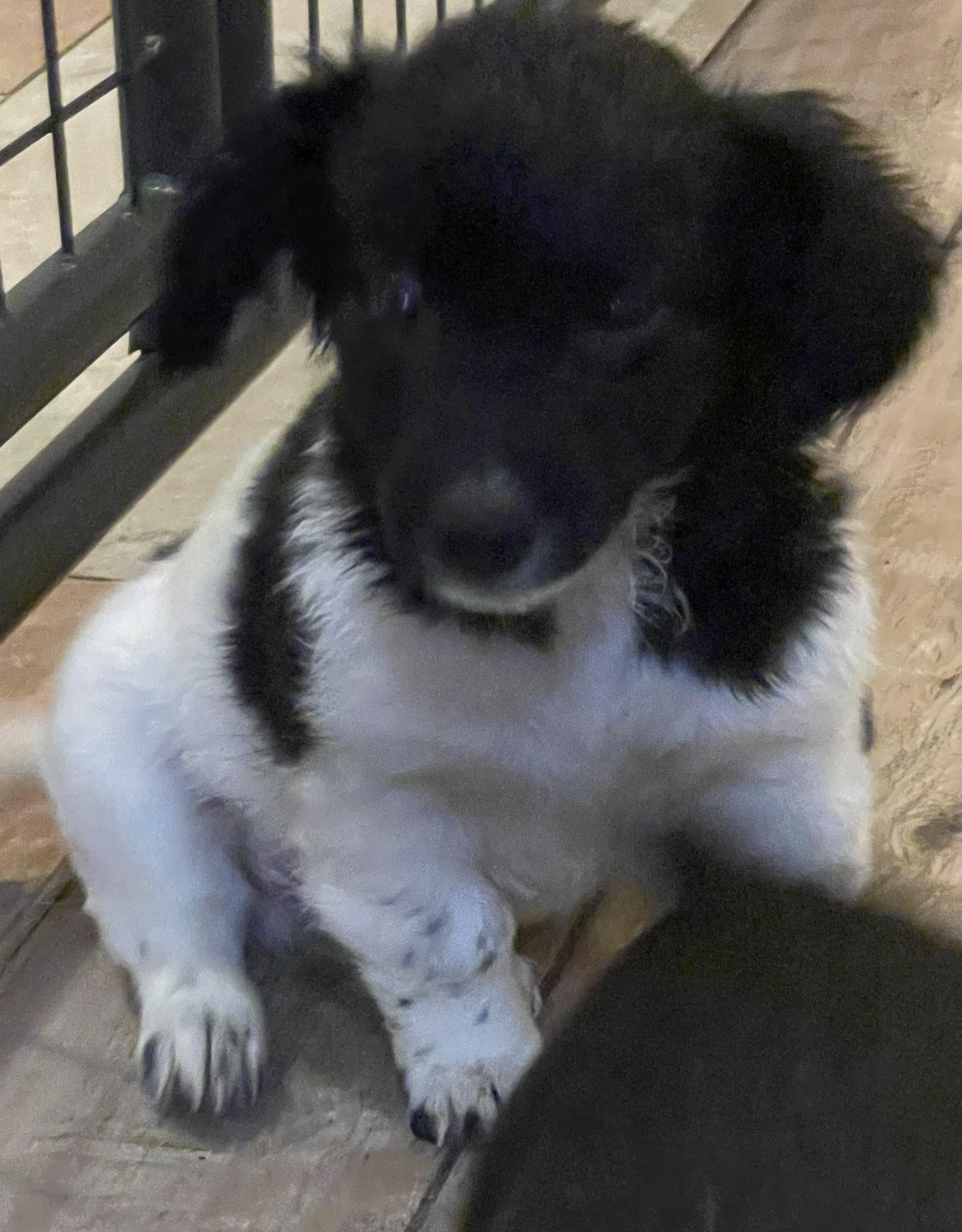 Enlarge Puzzle, a ADOPTABLE mixed breed in Yreka, CA image 1/4