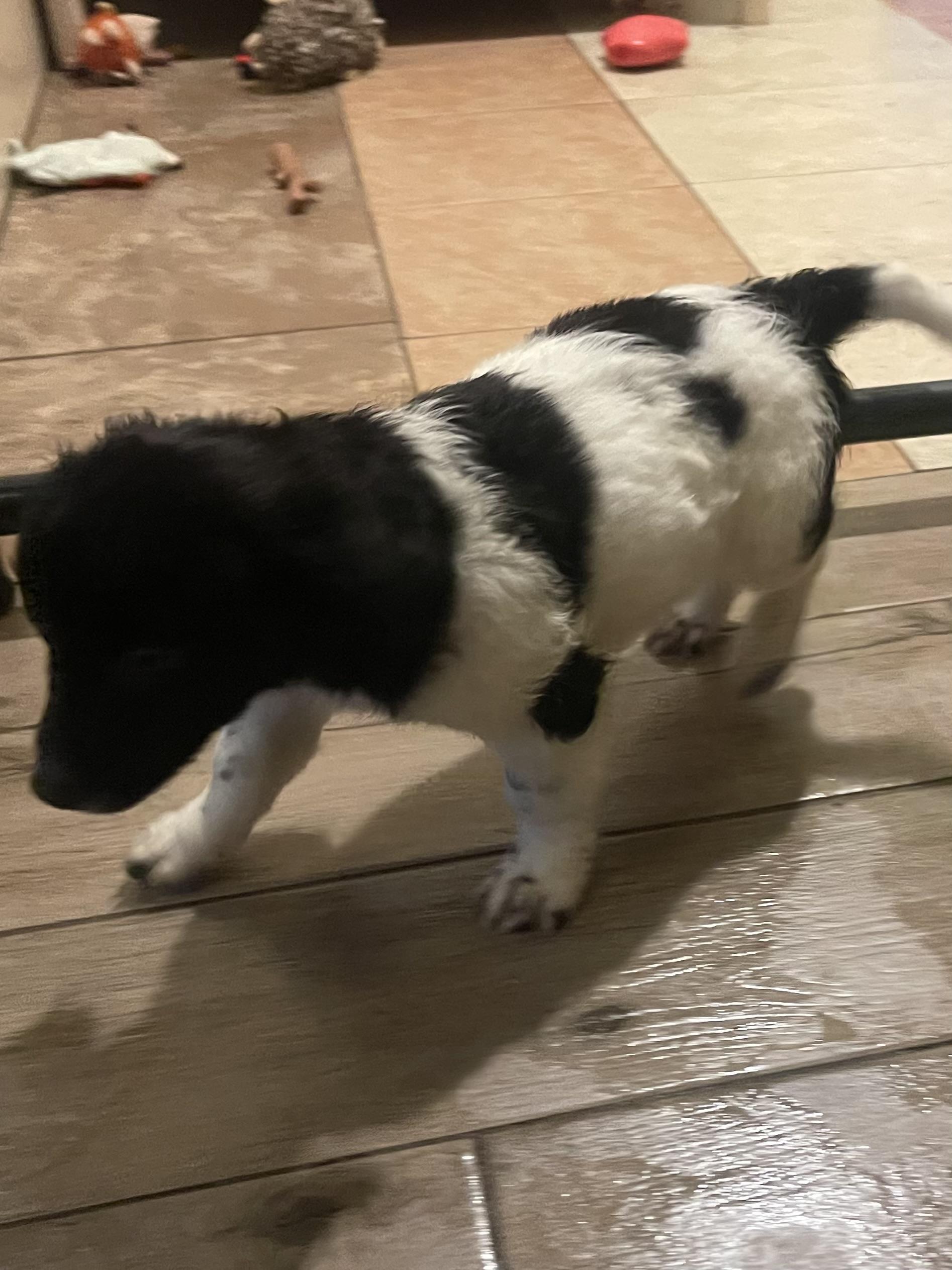 Enlarge Puzzle, a ADOPTABLE mixed breed in Yreka, CA image 4/4