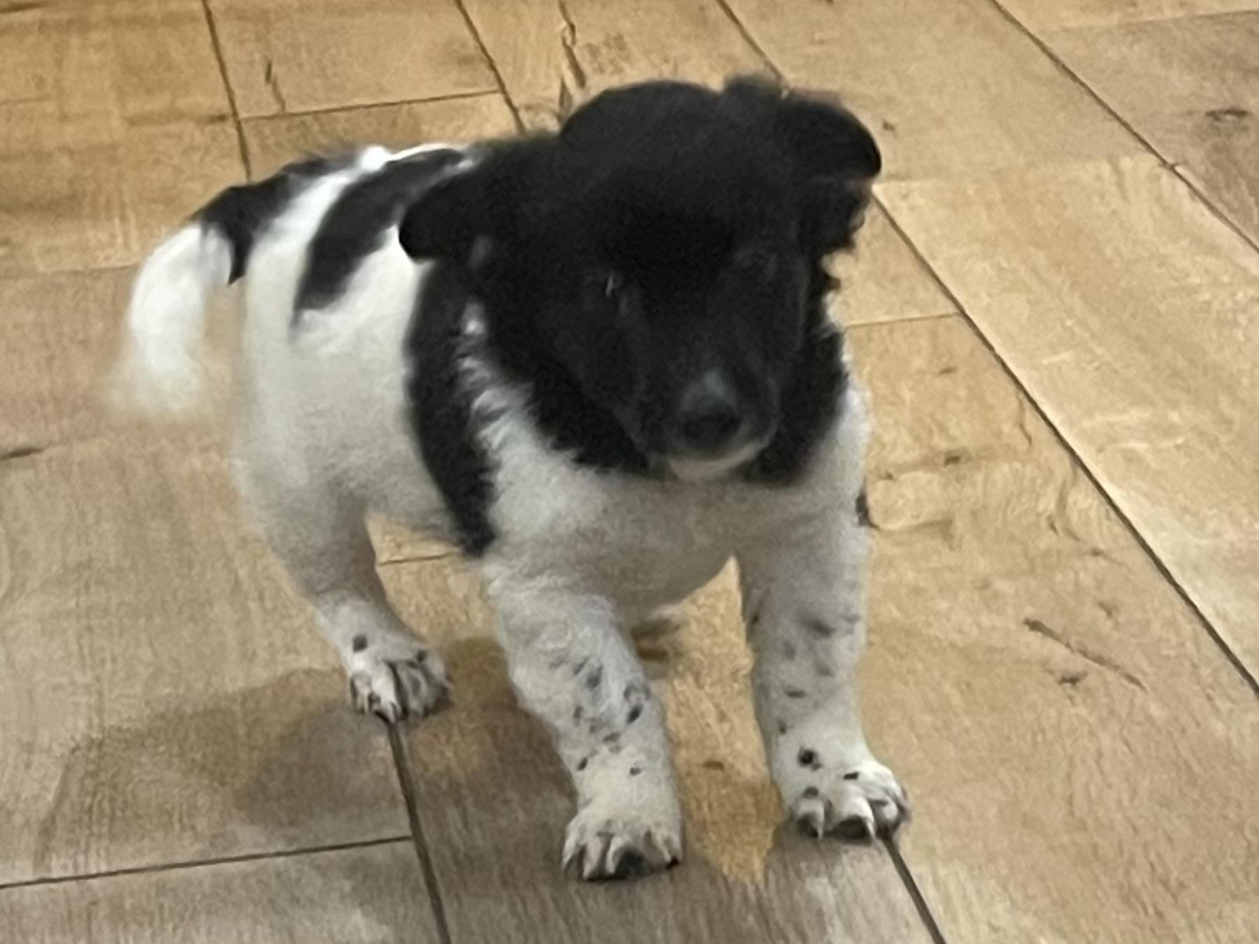 Enlarge Puzzle, a ADOPTABLE mixed breed in Yreka, CA image 3/4