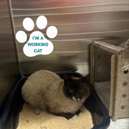 Cosmo, ADOPTABLE, Adult Male Domestic Short Hair.