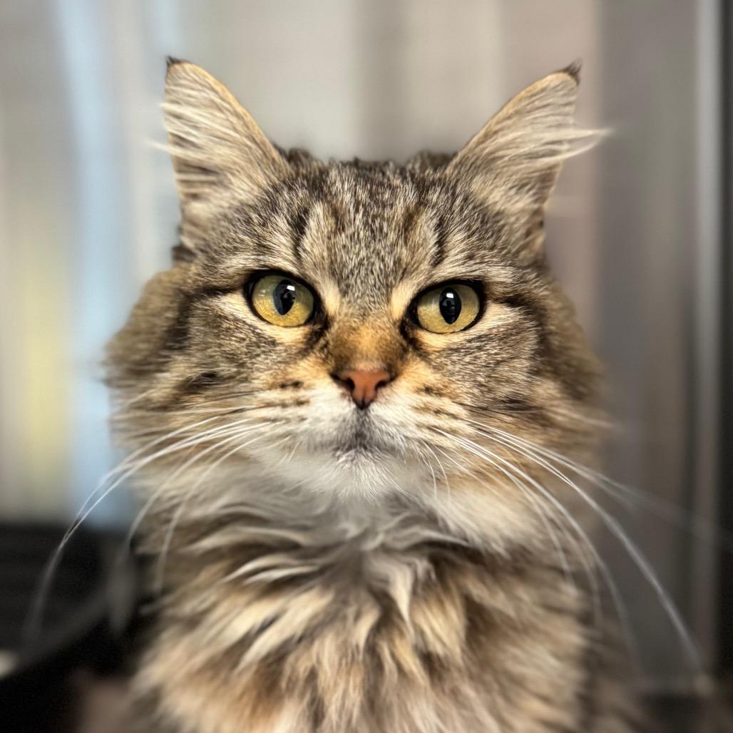 Enlarge Agatha, a Adoptable Domestic Long Hair in Hendersonville, NC image 1/3