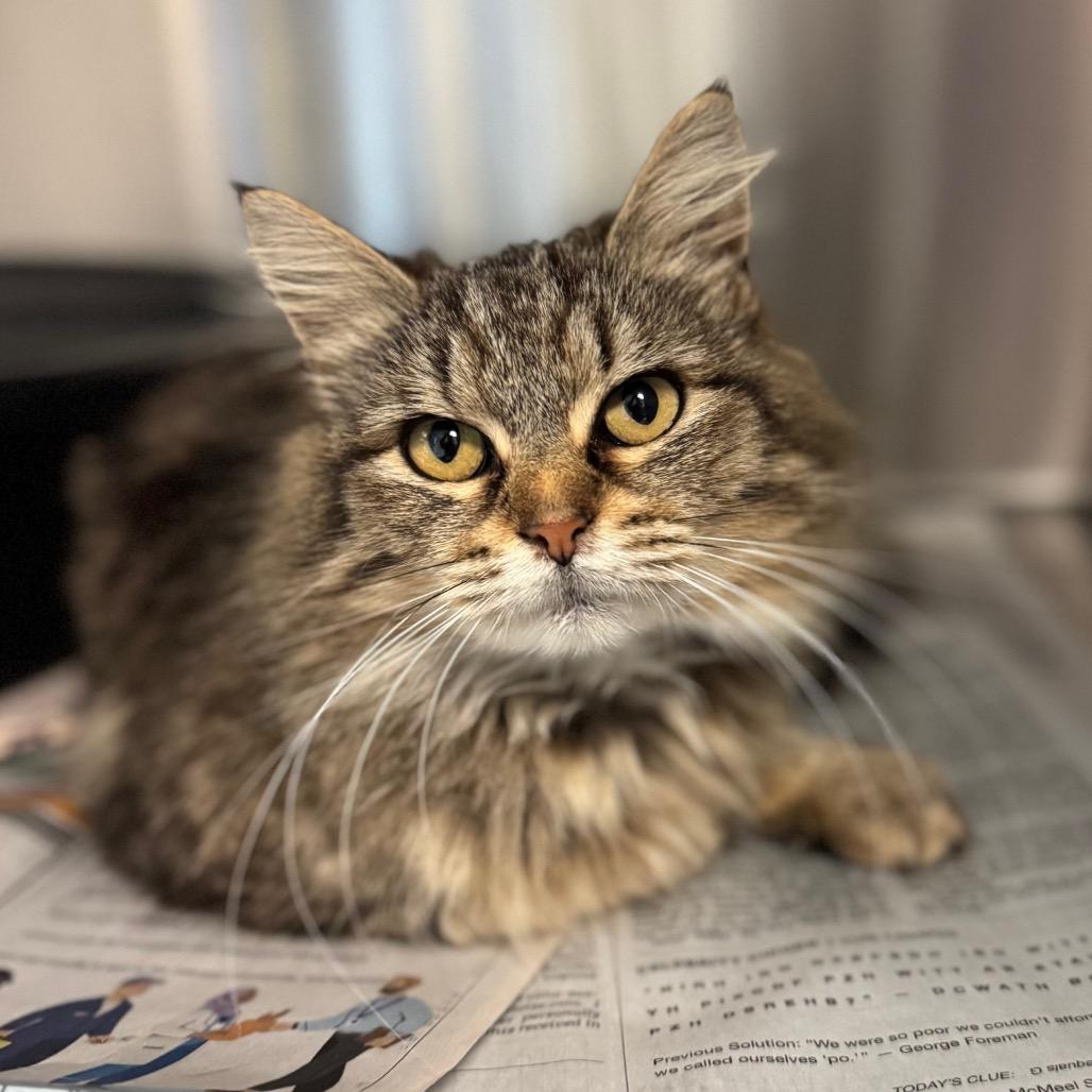 Enlarge Agatha, a Adoptable Domestic Long Hair in Hendersonville, NC image 2/3