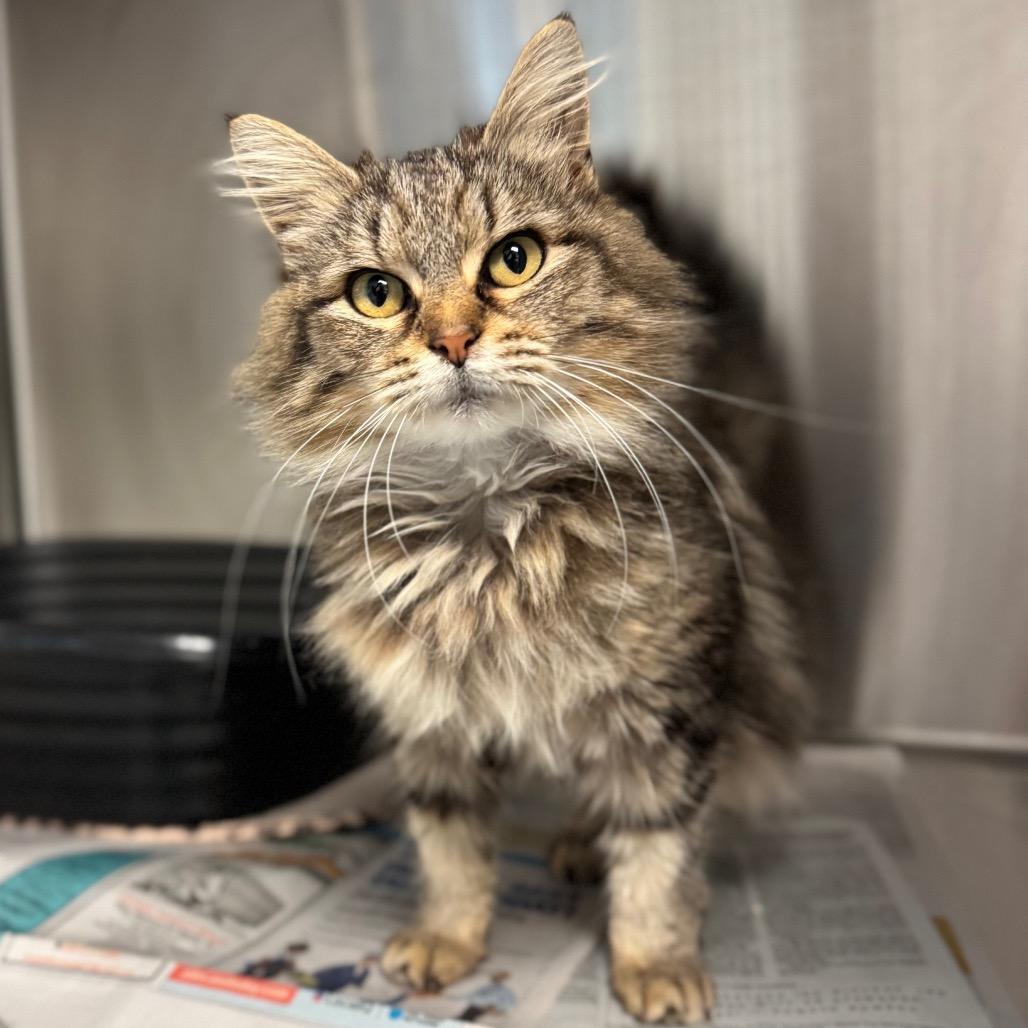 Enlarge Agatha, a Adoptable Domestic Long Hair in Hendersonville, NC image 3/3