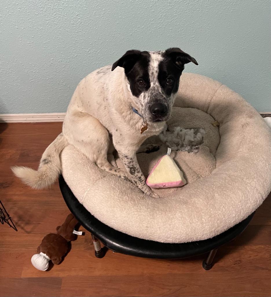 Maynard, Adoptable, Adult Male Cattle Dog.