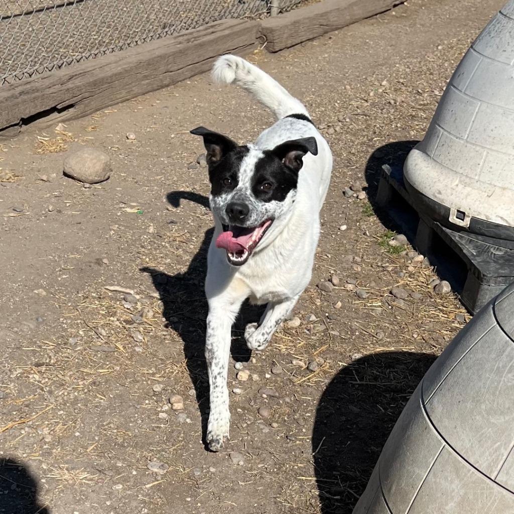 Enlarge Maynard, a Adoptable mixed breed in Minneapolis, MN image 2/6