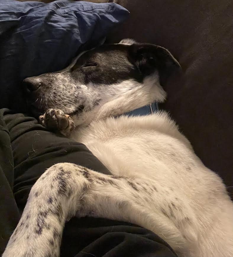 Enlarge Maynard, a Adoptable mixed breed in Minneapolis, MN image 3/6