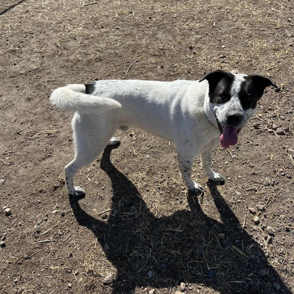 Enlarge Maynard, a Adoptable mixed breed in Minneapolis, MN image 4/6