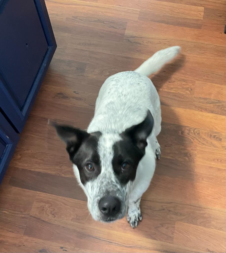 Enlarge Maynard, a Adoptable mixed breed in Minneapolis, MN image 5/6