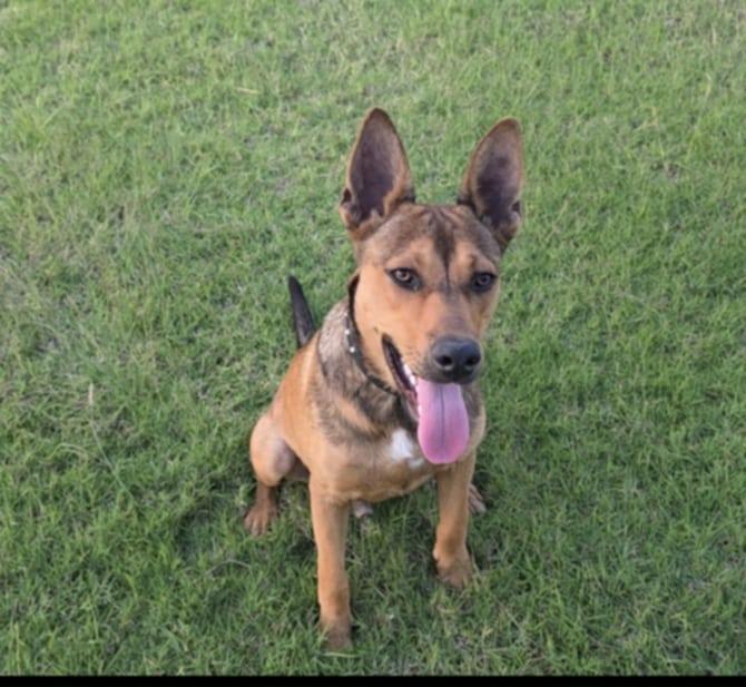 Charlie, ADOPTABLE, Young Male German Shepherd Dog & Mixed Breed.