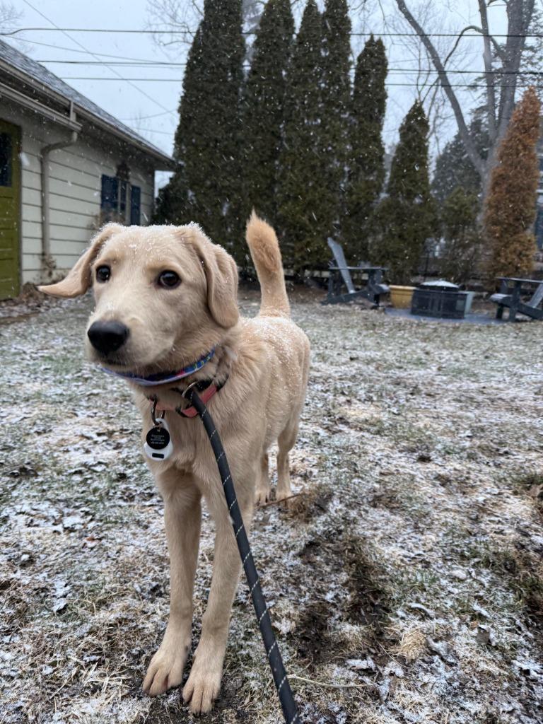 Kalli, Adoptable, Young Female Great Pyrenees & Labrador Retriever.