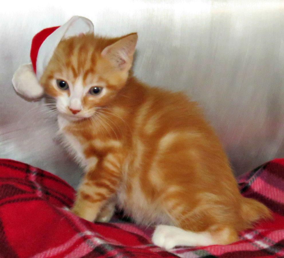 D'artagnan, adopted, Kitten Male Manx.