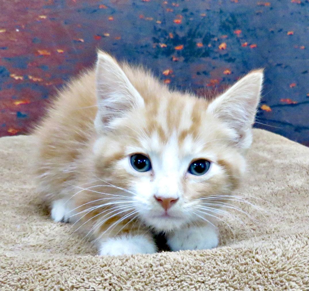 Enlarge D'artagnan, an adopted mixed breed in Lexington, VA image 2/2