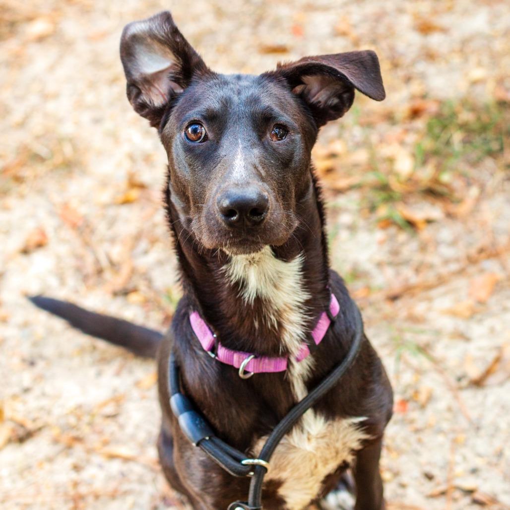 Marco, Adoptable, Young Male Labrador Retriever & Mixed Breed.