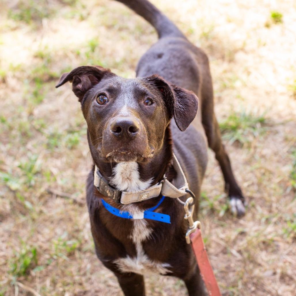 Enlarge Marco, a Adoptable mixed breed in Hattiesburg, MS image 2/6