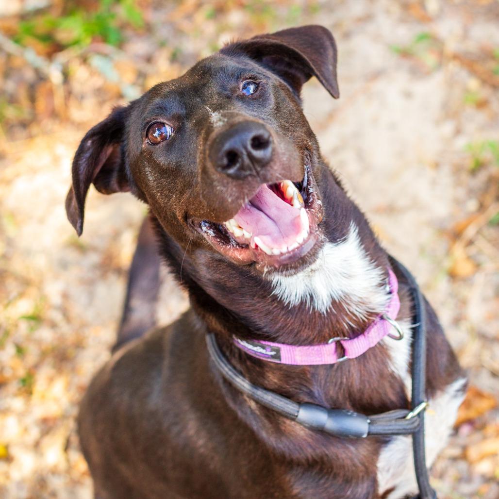 Enlarge Marco, a Adoptable mixed breed in Hattiesburg, MS image 3/6